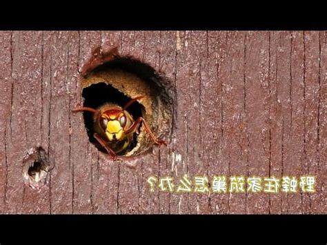 蜂窩 風水